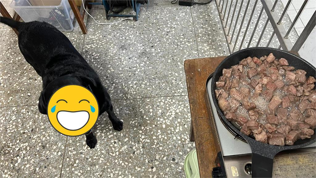 肉肉監督長是你！搜救犬10分鐘「來回7趟」張嘴盯進度：煮好了沒？