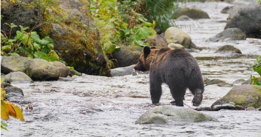 日本北海道獵人開槍擊中野熊遭反撲　臉破相、頭部受重傷