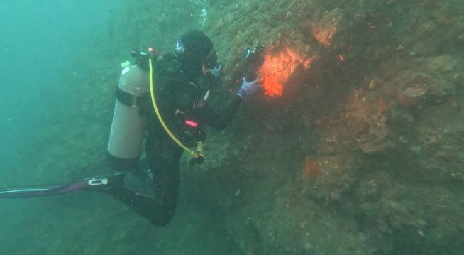 海葵及小犬過境助活化近海生態　潛水員：減緩珊瑚白化現象