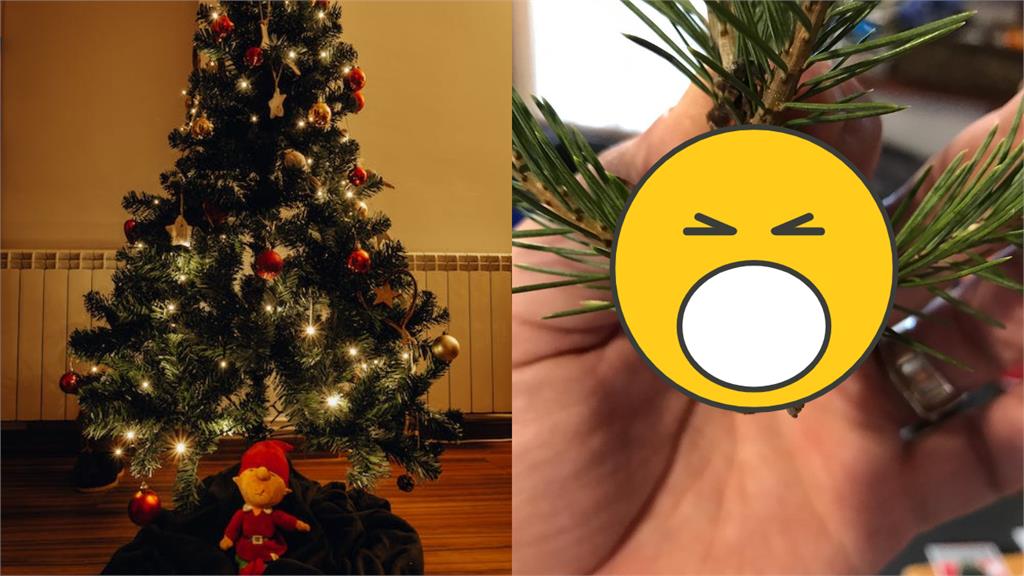 不是松果！耶誕樹暗藏2顆「詭異棕蛋」…苦主曝超噁下場：家裡爬滿蟲
