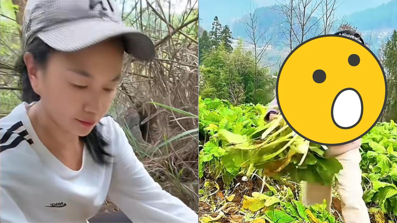 中配小微「遭遣返10個月」再吞鐵拳？「割菜餵豬」認了：被傷得體無完膚…