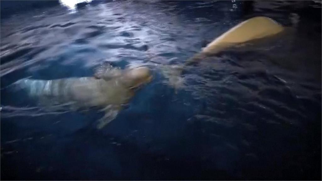 烏俄戰火威脅！！　哈爾科夫水族館小白鯨抵達西班牙