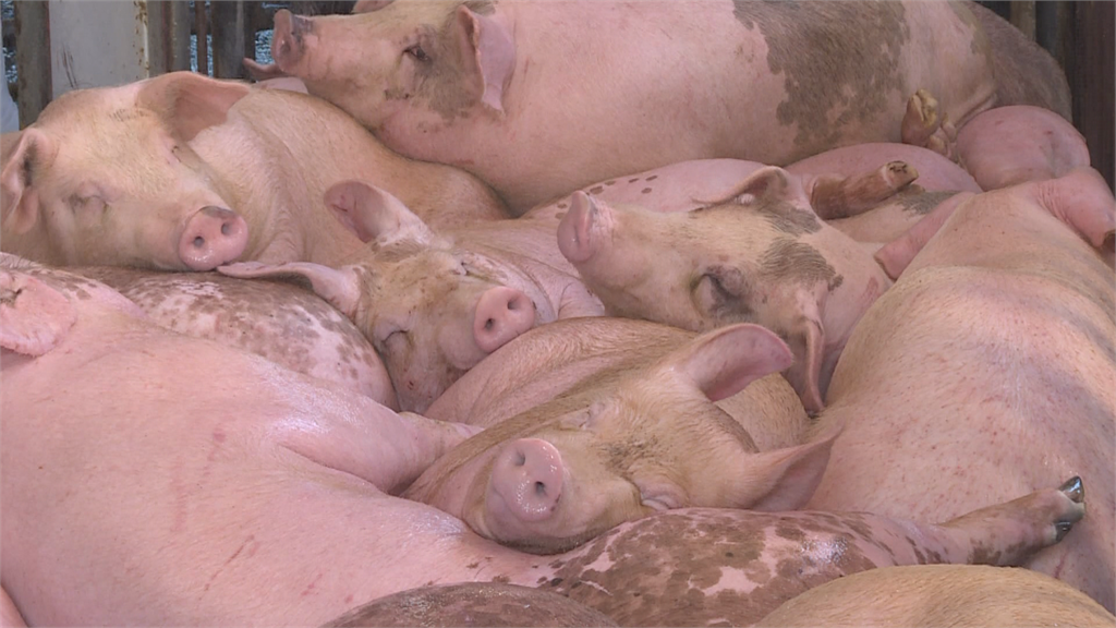 農委會南下屏東探視養豬戶 強調強制標示 籲買台灣豬！