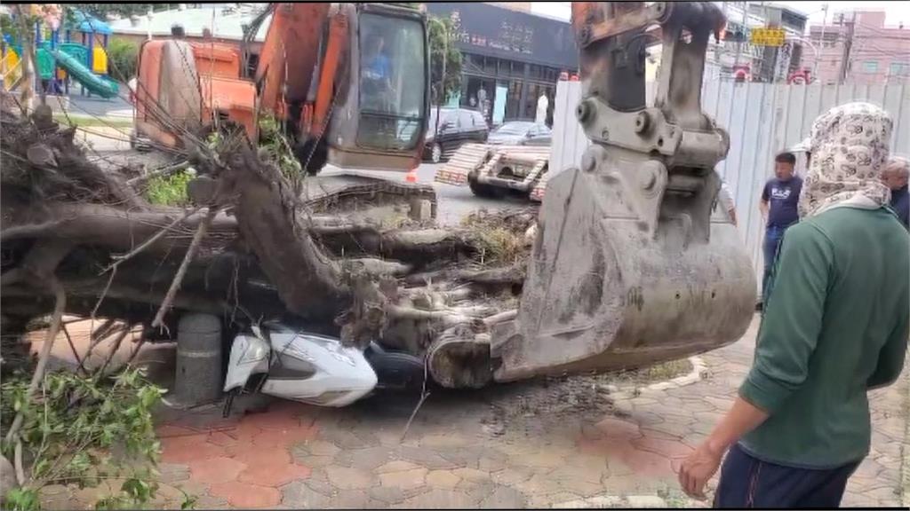 3米高榕樹倒塌重壓機車　怪手開挖再刮傷愛車！車主哀嚎