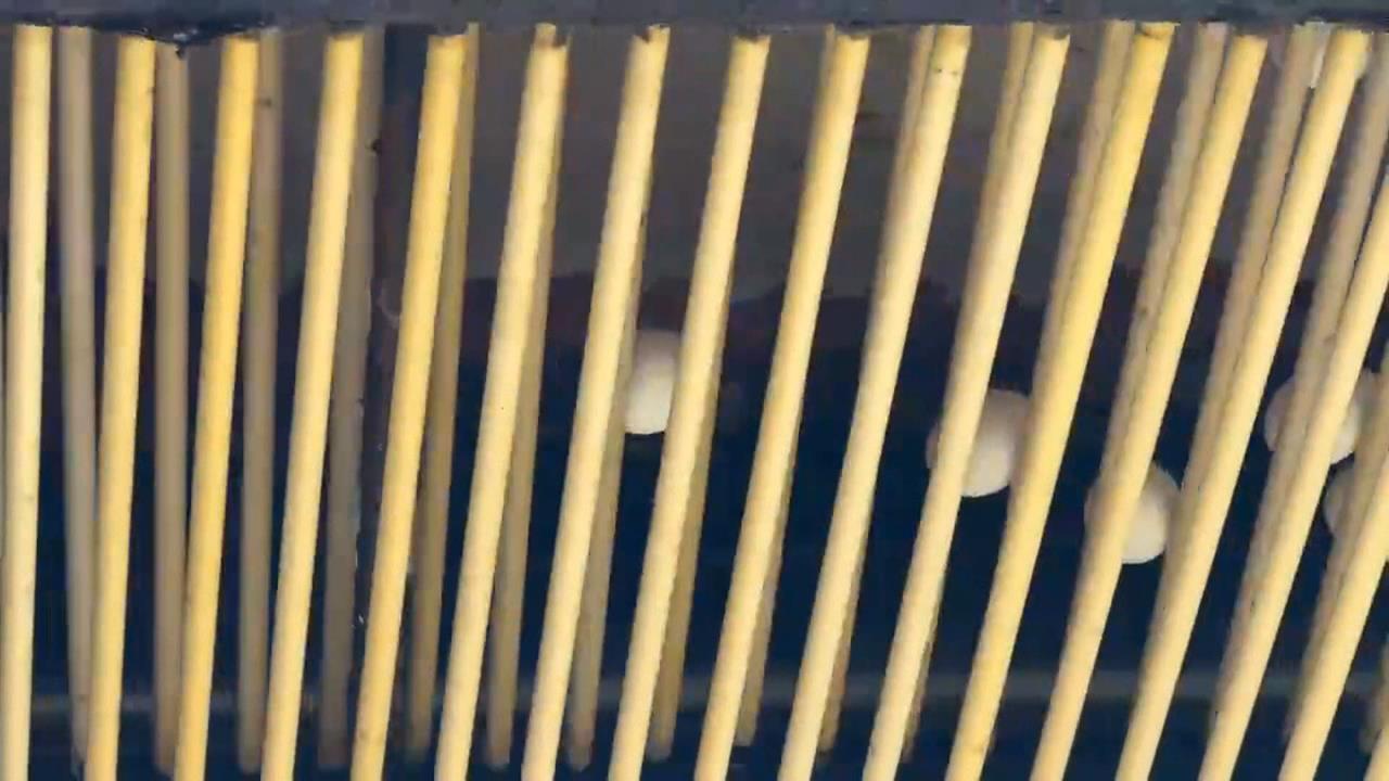 追芬普尼毒蛋汙染源　農業部長：2日內應該會有結果