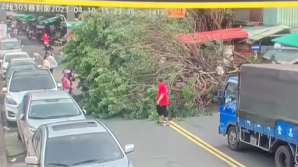 北市12公尺樹木突倒塌　禍從天降！壓傷路過騎士