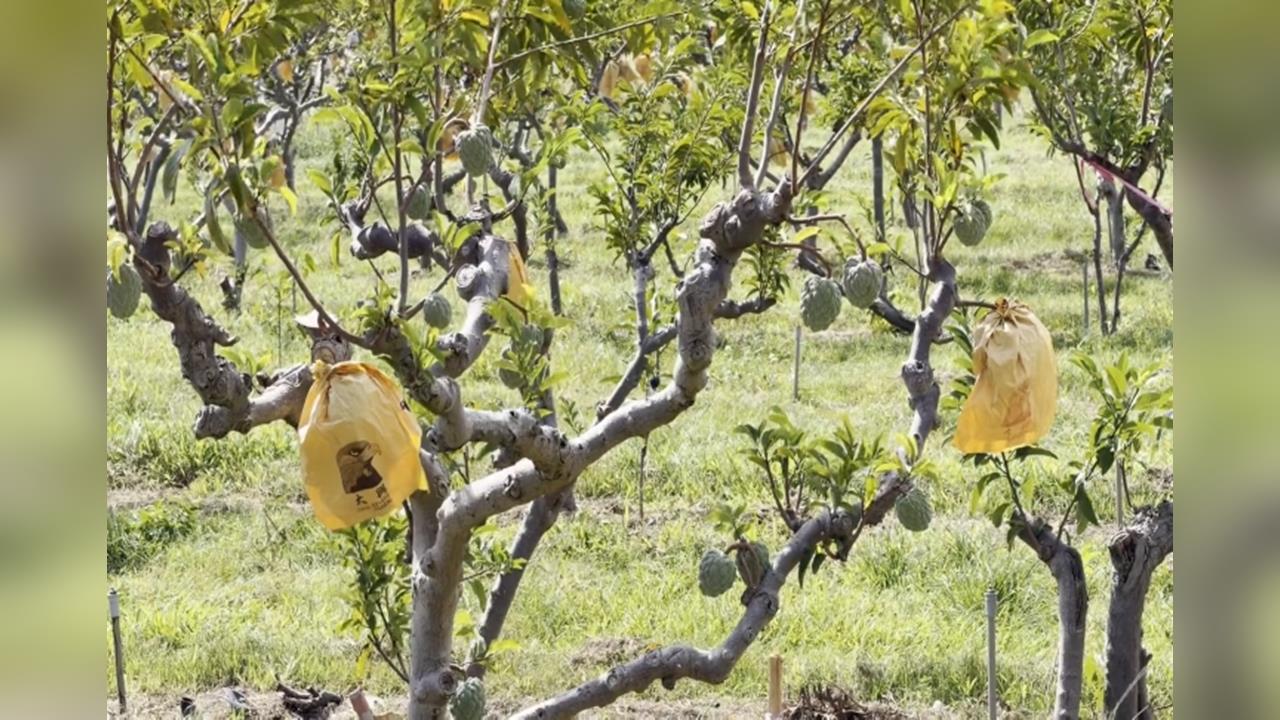 台東卑南太平村上千斤釋迦被偷 路口無監視器難抓賊