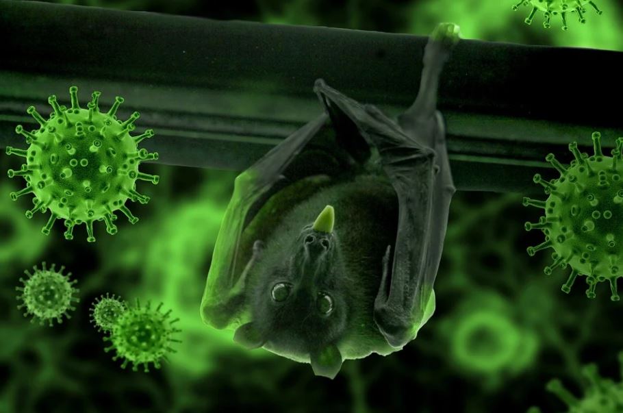研究：寮國蝙蝠冠狀病毒傳人結構極似COVID