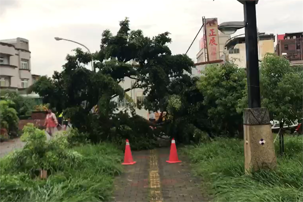 快新聞／屏東下午一陣大雨 「染病榕樹倒下」壓到轎車