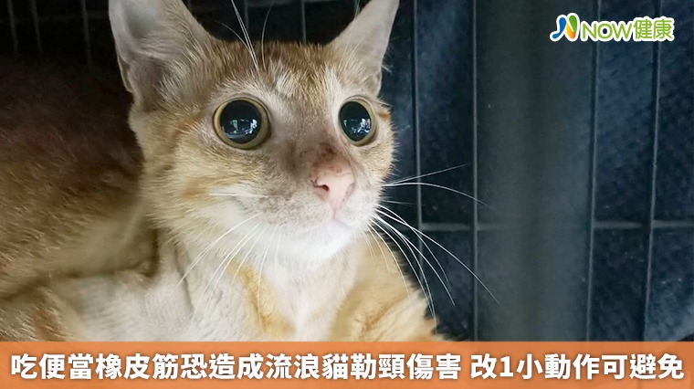 吃便當橡皮筋恐造成流浪貓勒頸傷害　改1小動作可避免
