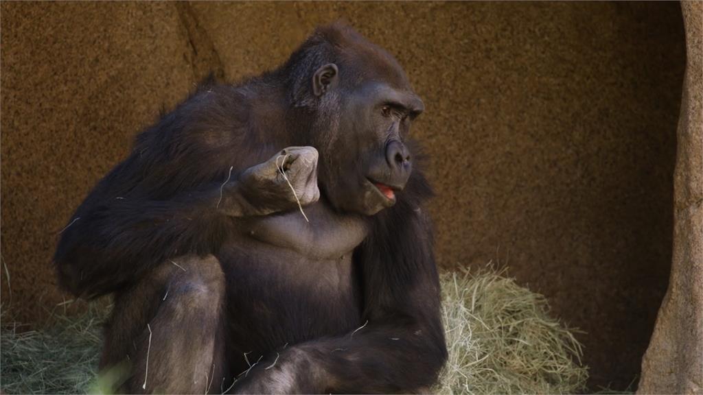 美動物園大猩猩染疫 疑遭無症狀員工感染
