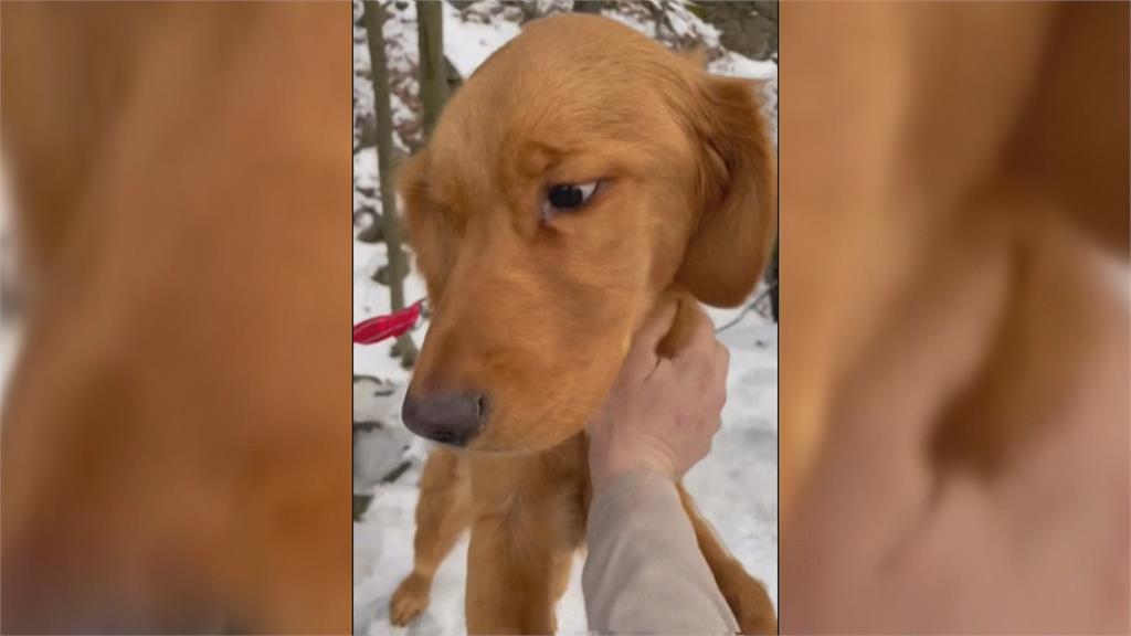 美國黃金獵犬幼犬走失! 飼主急尋 幸廢棄礦坑中順利尋獲