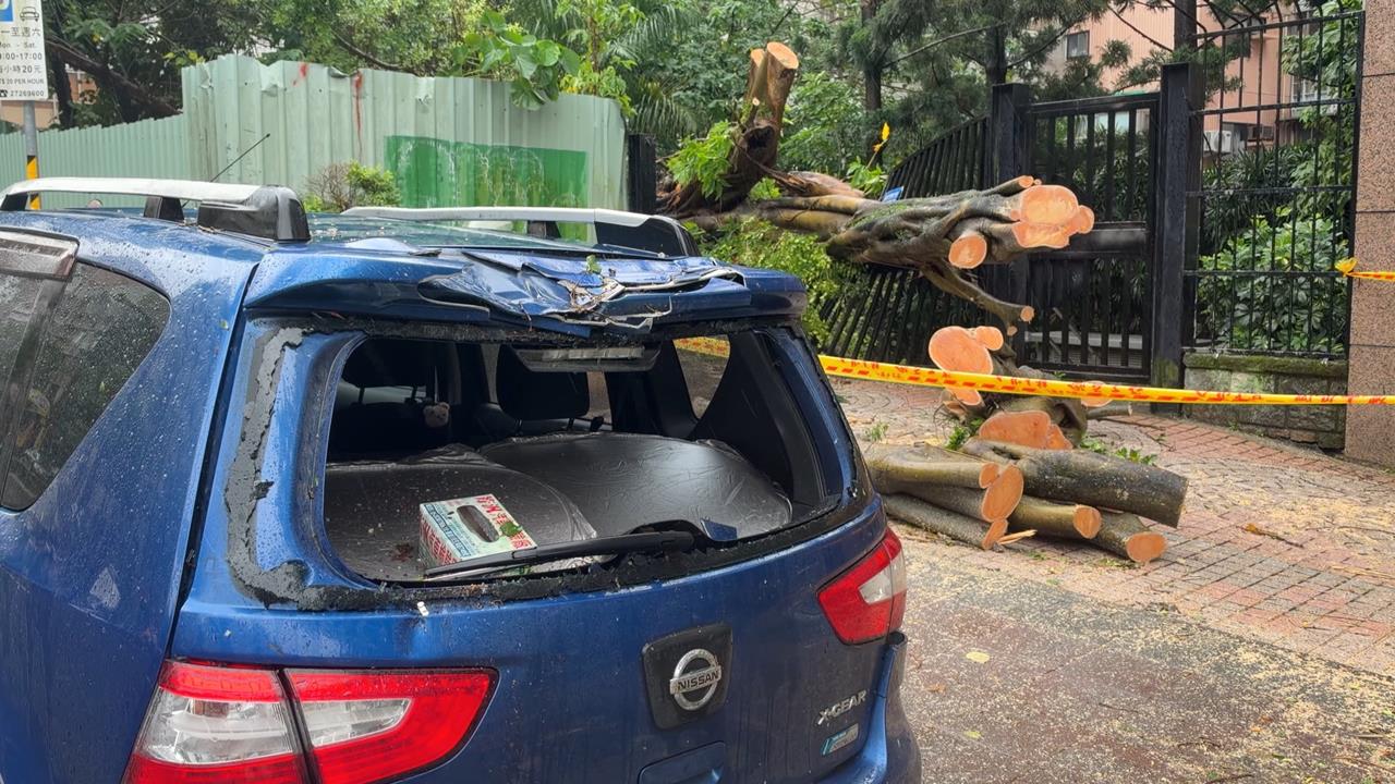 強風狂吹！台北多處路樹倒塌　文化大學學生眼鏡.傘當場吹飛