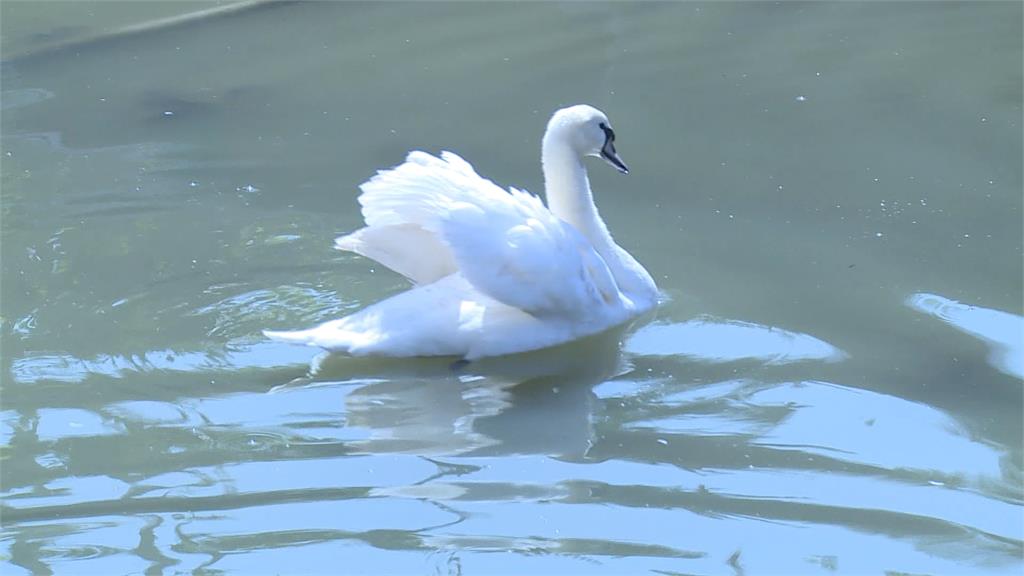醜小鴨變天鵝　台灣首例土生土長疣鼻天鵝