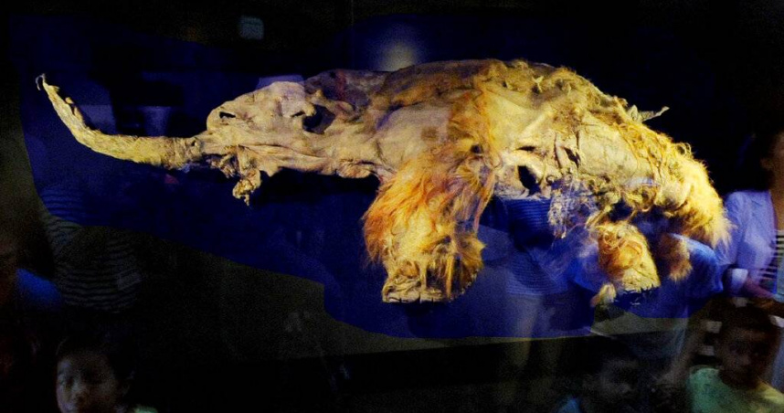 猛瑪象死前幾分鐘「基因在做什麼」?科學家解碼 4萬年前RNA奇蹟保存改寫歷史