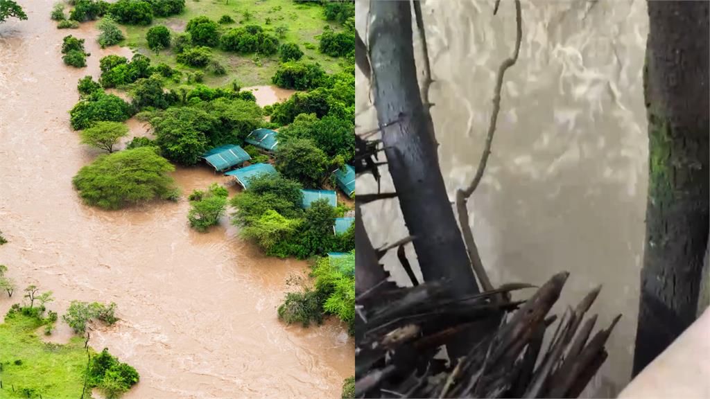 肯亞看大遷徙「慘遇大洪水」！她急撕帳篷「咬手機爬樹」驚險求生畫面曝