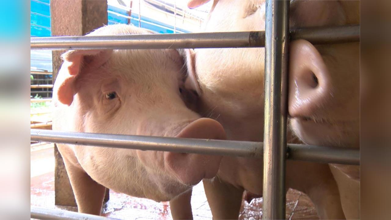 快新聞/韓國「非洲豬瘟疫情升溫」 飼料「首度驗出病毒」