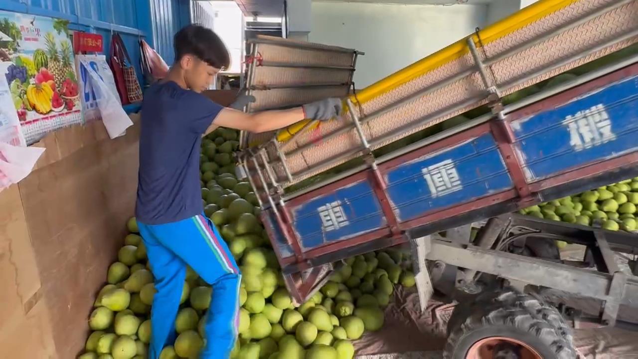 中秋統戰大禮包？　中國開放79家台灣文旦柚進口「獨厚花蓮」