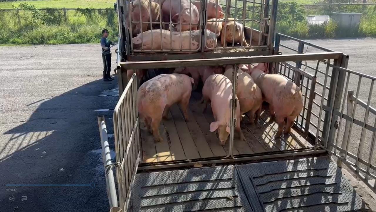 快新聞/新竹肉品市場明拍賣850頭豬! 重啟供應穩定價格