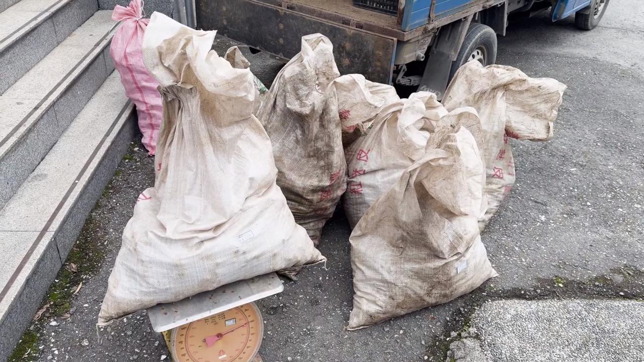 花蓮警偵破「生薑失竊案」！　２毒蟲缺錢買毒「深夜盜採變賣」