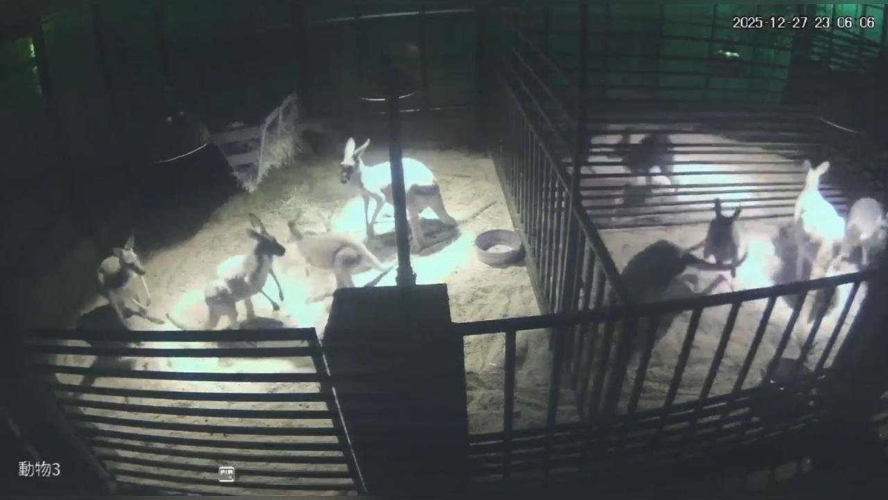 快新聞／強震夜襲宜蘭！水豚奔跑3秒定格、袋鼠「集體彈跳」畫面曝