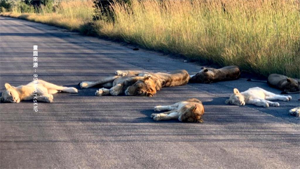 疫情下的受惠者！「優勝美地」動物逛大街 南非獅群躺馬路