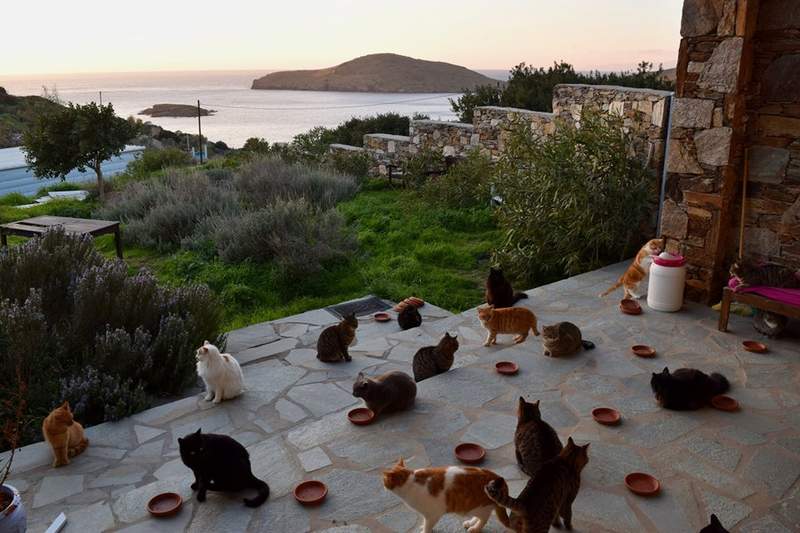 貓奴夢幻工作《希臘小島貓咪收容所徵人》照顧60隻↑貓咪+愛琴海美景
