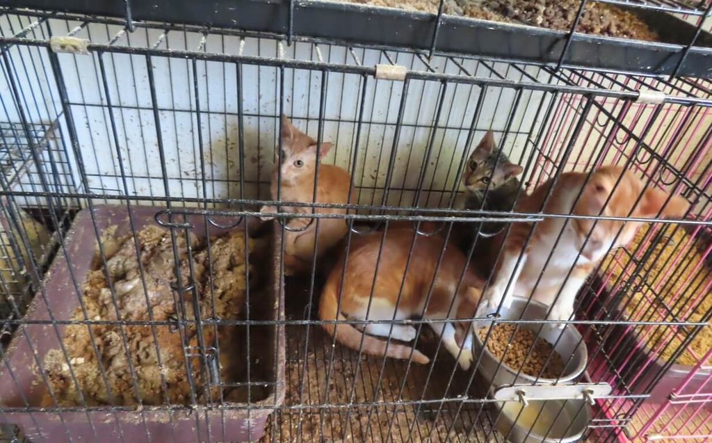 男假借動保名義養貓卻虐待 南投家畜所救出34隻
