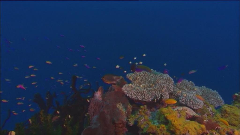 年觀光收入高達破千億台幣　澳洲大堡礁若列入瀕危世遺恐衝擊觀光