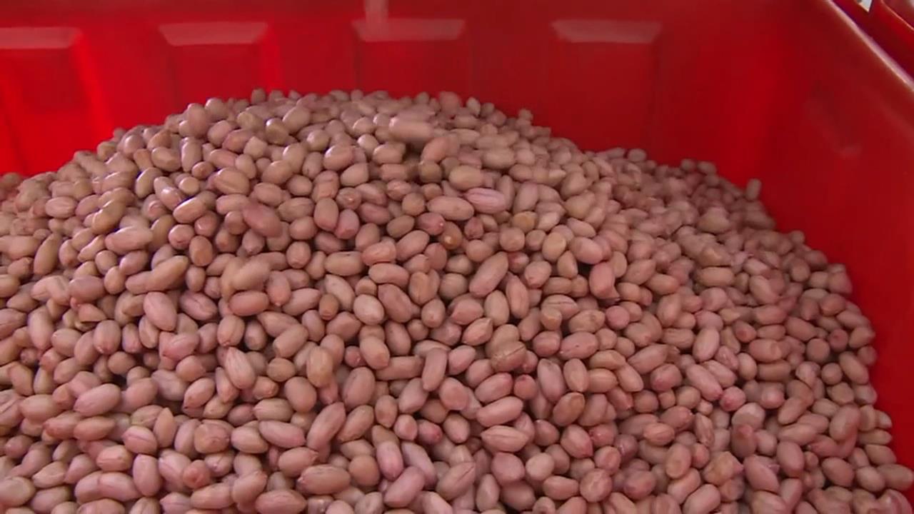 美花生零關稅！　張麗善喊「滅農」　陳駿季：別唱衰台灣　共同提升農民所得
