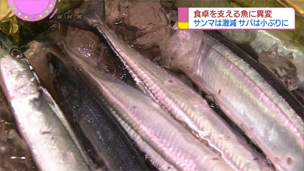 近年漁獲量銳減！日本、中國為秋刀魚掀戰