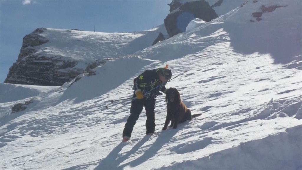 阿爾卑斯山上的「汪汪救援隊」　搜救犬培訓搶救受困民眾