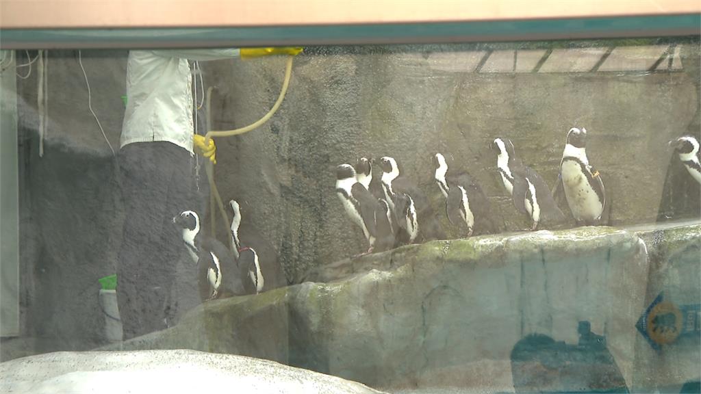 確保黑腳企鵝寶寶順利長大 動物園首度採取人工育雛