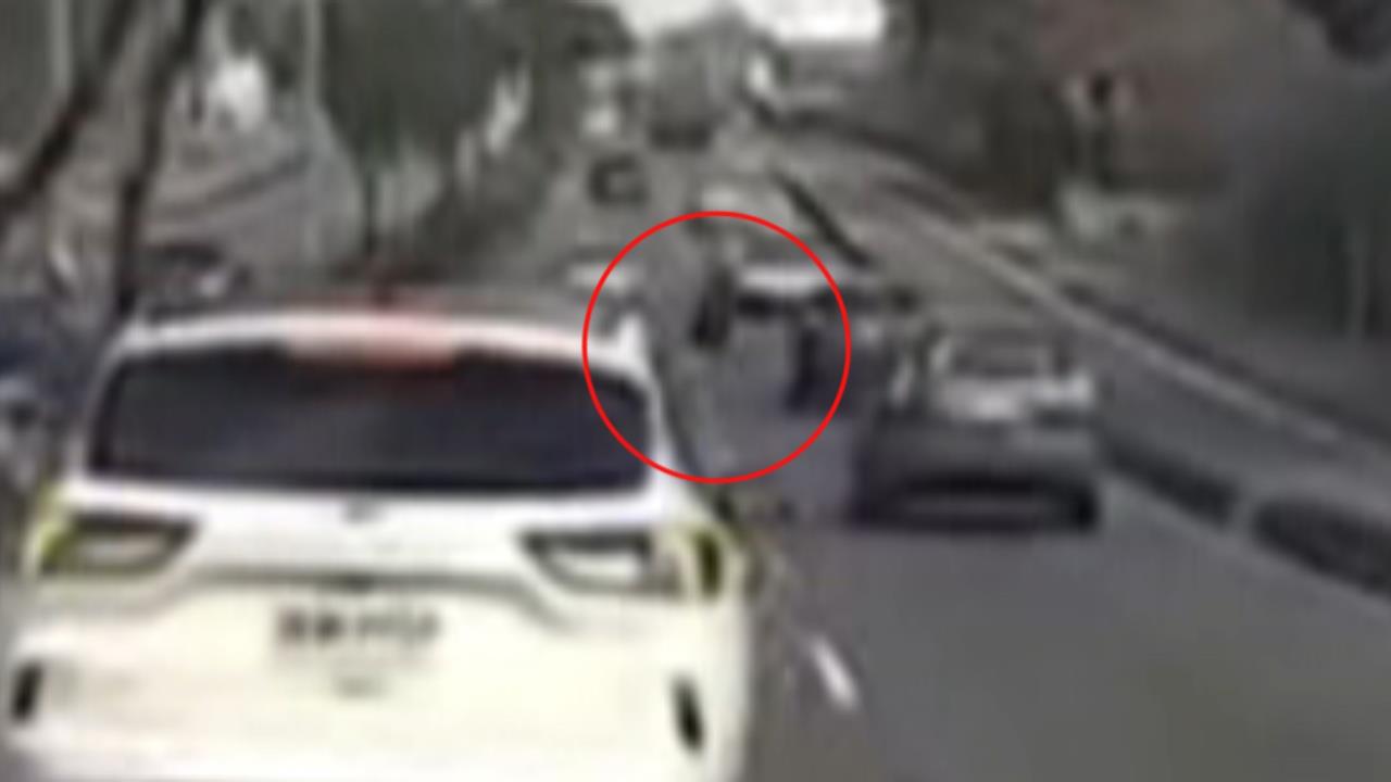 彰化又見水鹿！ 駕駛行經台７４甲線 　突遭水鹿撞上「車頭毀損」