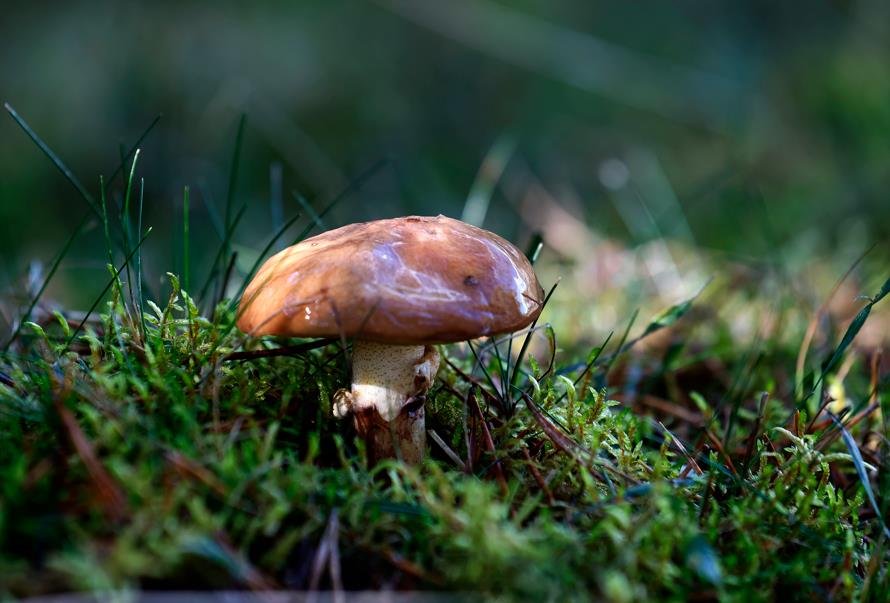 快新聞／把關食安！<em>食藥署</em>驗重金屬　2巴西蘑菇不符規定「挨罰3萬」