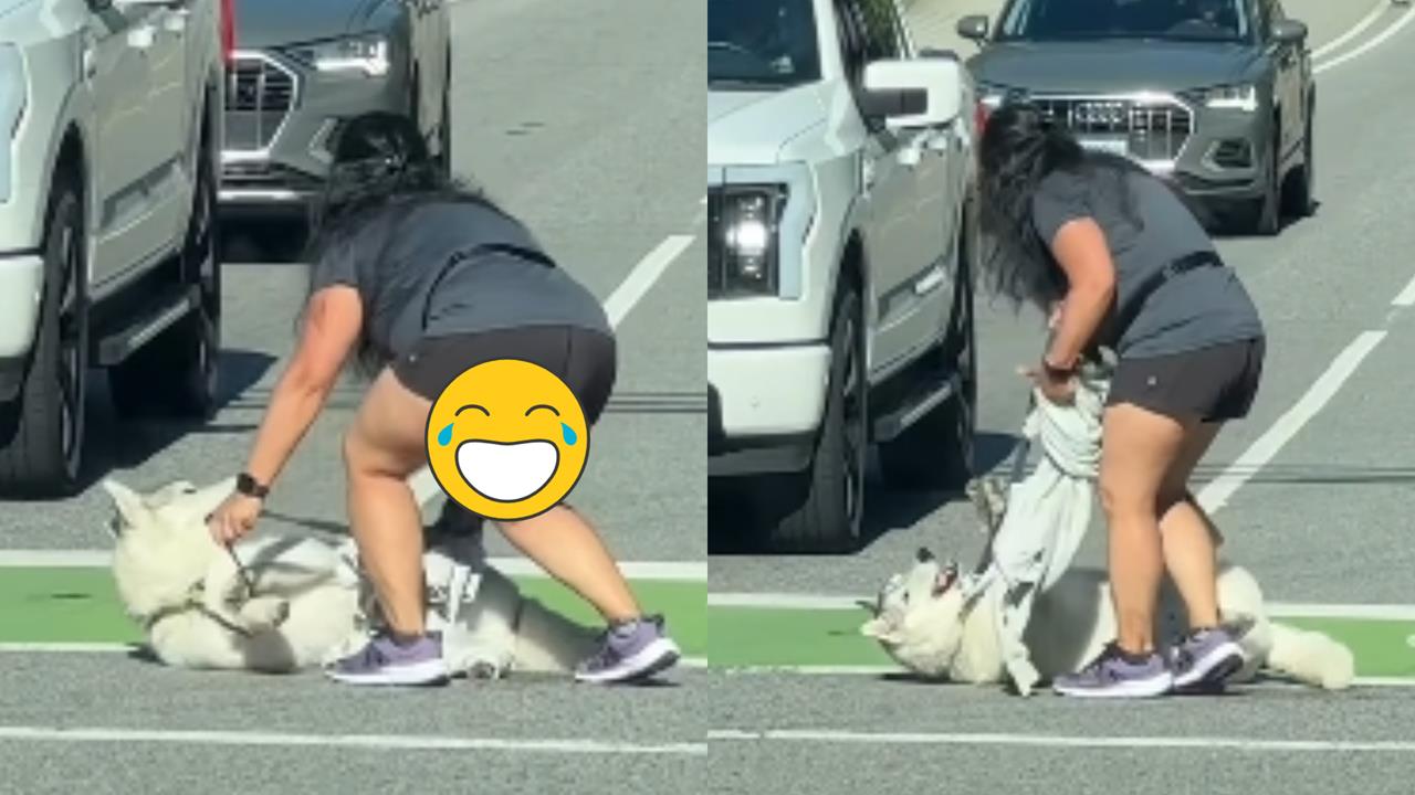 二哈馬路「撒嬌耍賴」吸4000萬觀看　網瘋傳：哈士奇不意外！