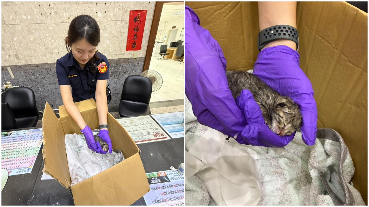 快新聞／給讚！瑞芳1奶貓疑遭遺棄　3暖警合力救援、協助送養