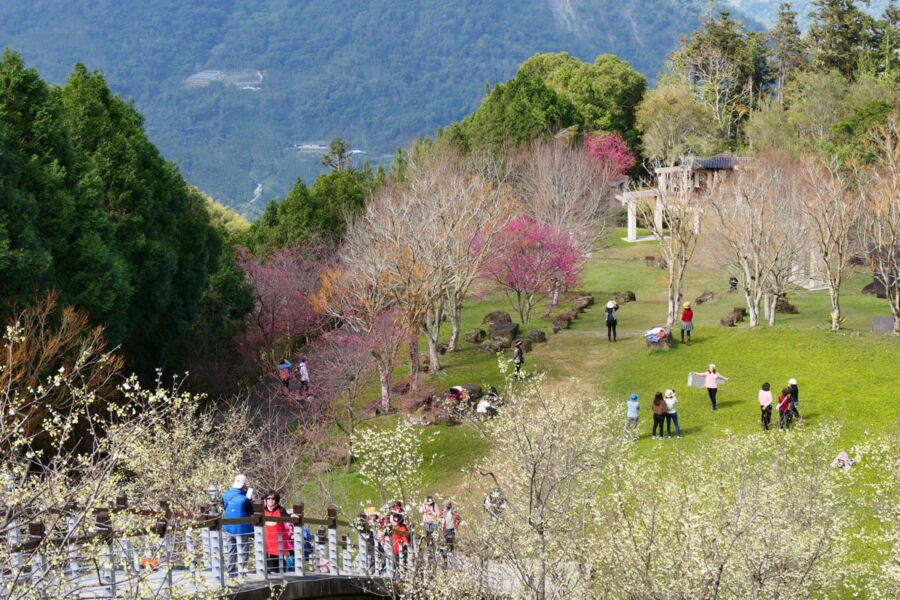嘉義梅山秘境「寒溪呢」春櫻盛開白紅爭艷　巧遇周子瑜遊客直呼太幸運