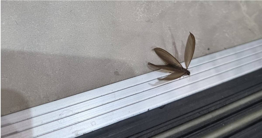 梅雨季大水蟻暴增！專家示警：一公一母恐繁殖成百萬大軍