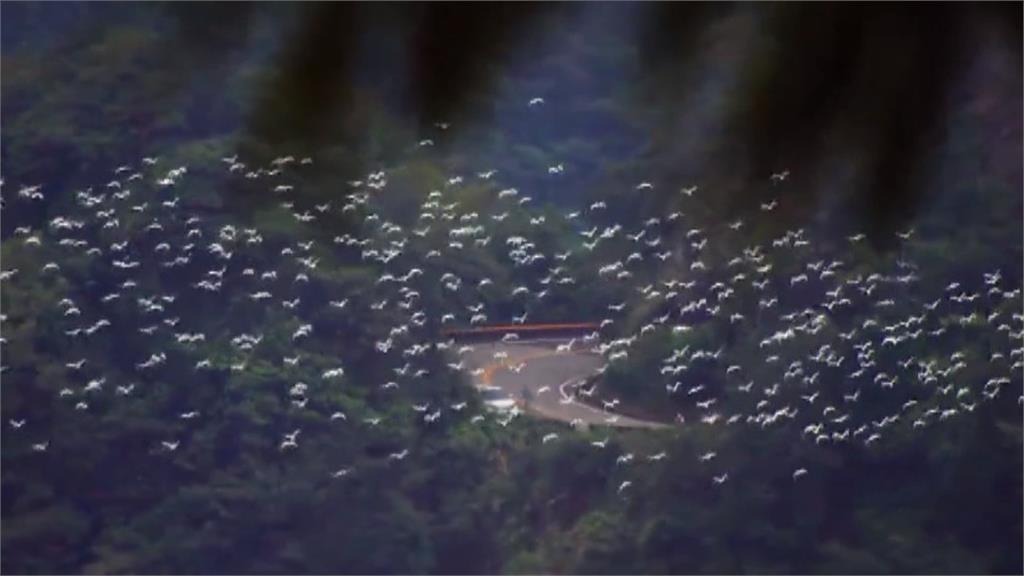 黃頭鷺遷徙經過古坑樟湖 這幾天最大量
