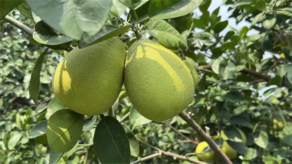 幸運躲過颱風！　斗六文旦早熟果農忙採摘