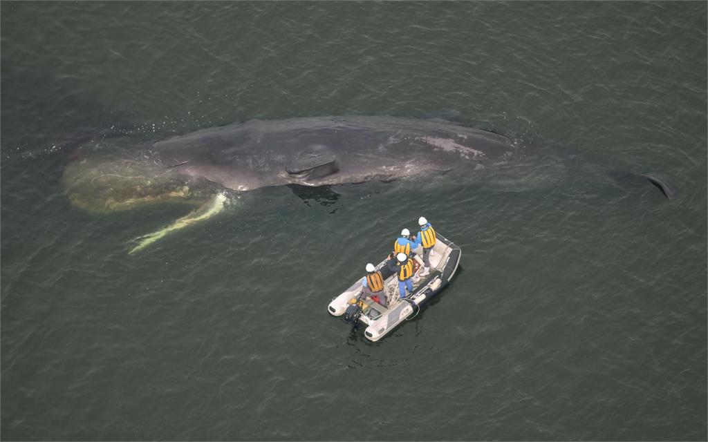 回不了大海　大阪灣「迷途鯨魚」滯留多日死亡