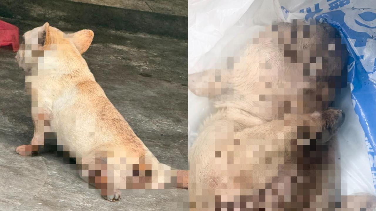 法鬥全身壁蝨慘死！68歲飼主爆曾嗆「渴死最好」到案竟喊冤：忘記狗在外面