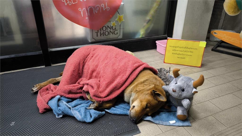 現代版忠犬八公！狗狗超商門口「癡等主人回來」背後真相曝光惹心酸