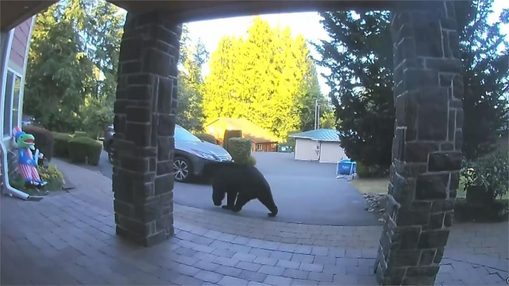 黑熊誤闖民宅後院散步　屋主嚇壞大聲喝斥驅離