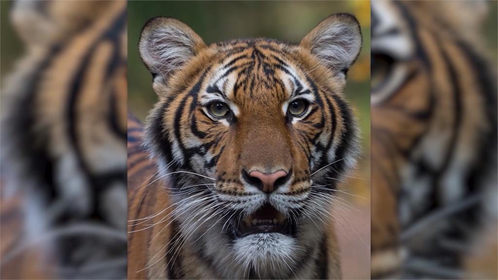 美動物園老虎染疫 木柵動物園高度戒備