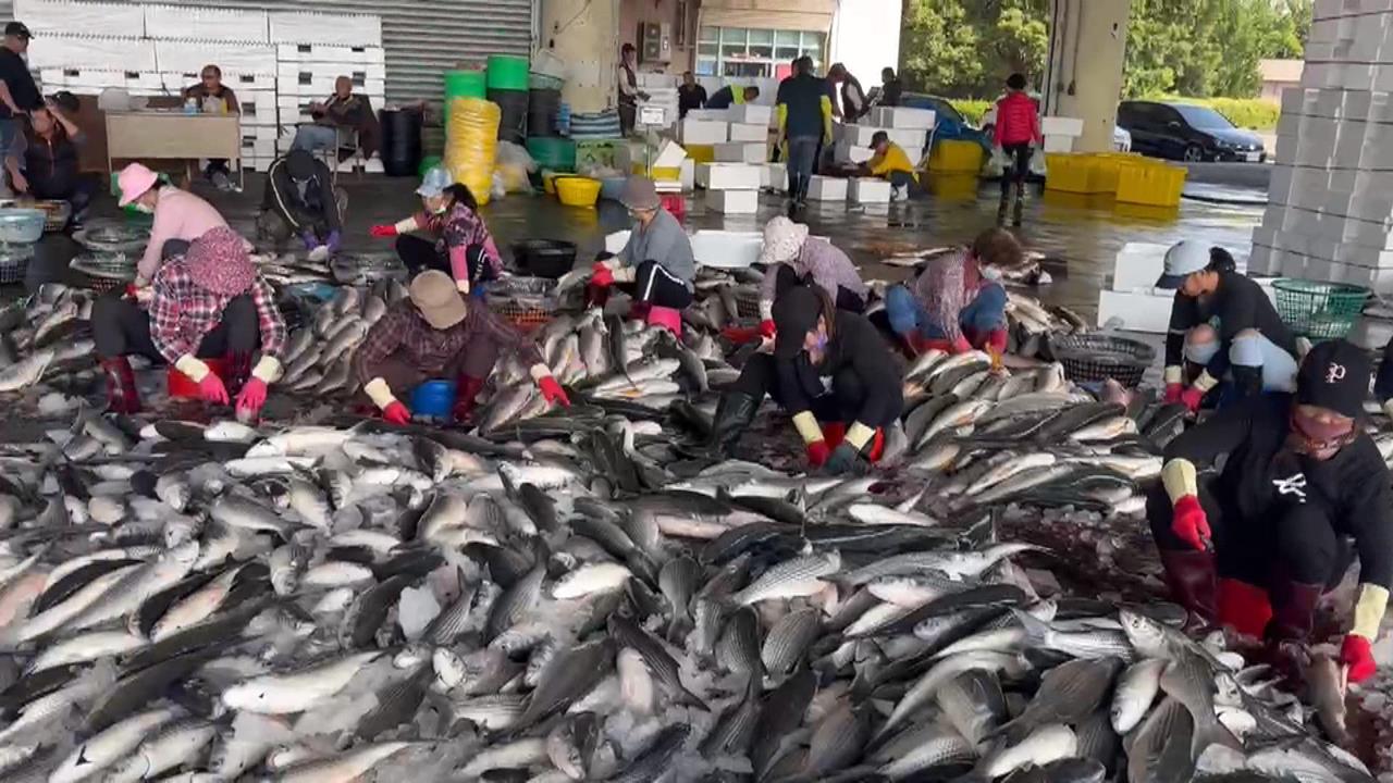 天氣轉冷野生烏魚報到! 高雄興達港「養殖烏魚卵」先搶市
