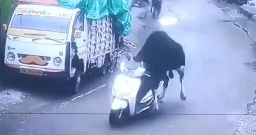 路邊驚見公牛偷摩托車「騎上去」撞牆　獵奇畫面曝！網分析1可能