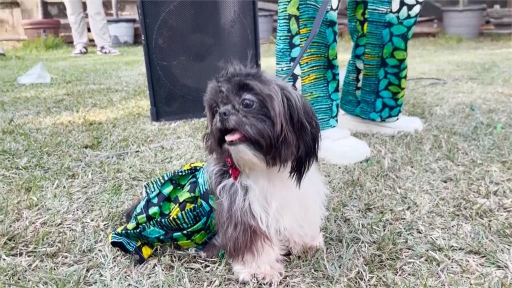 狗模特兒吸睛！奈及利亞拉哥斯市狗狗嘉年華　　數百隻毛小孩穿傳統服飾走秀