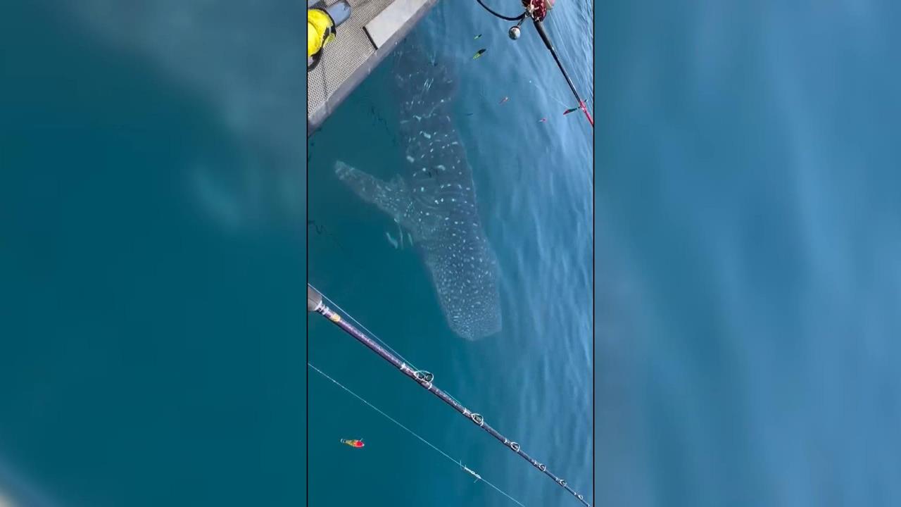 大驚喜！澎湖海域赫見「鯨鯊貼身伴游」　船員、遊客驚嘆